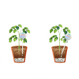 2 Pack Glass Plant Watering Globes - Yorkn Inc✅