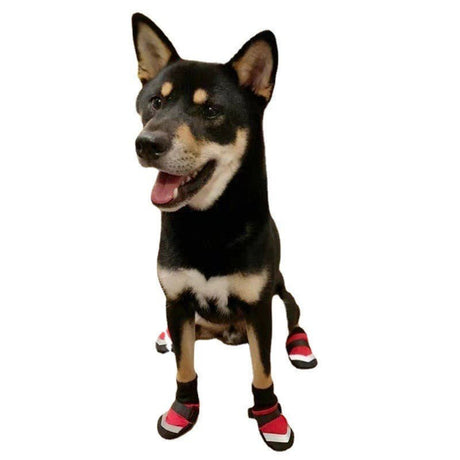 M Size Dog Shoes - Yorkn Inc✅